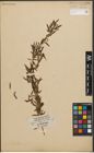 Foto von Salix nigra Marshall